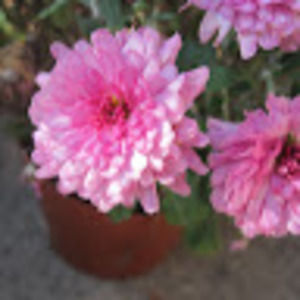 Meet your Posher, Caitlyn